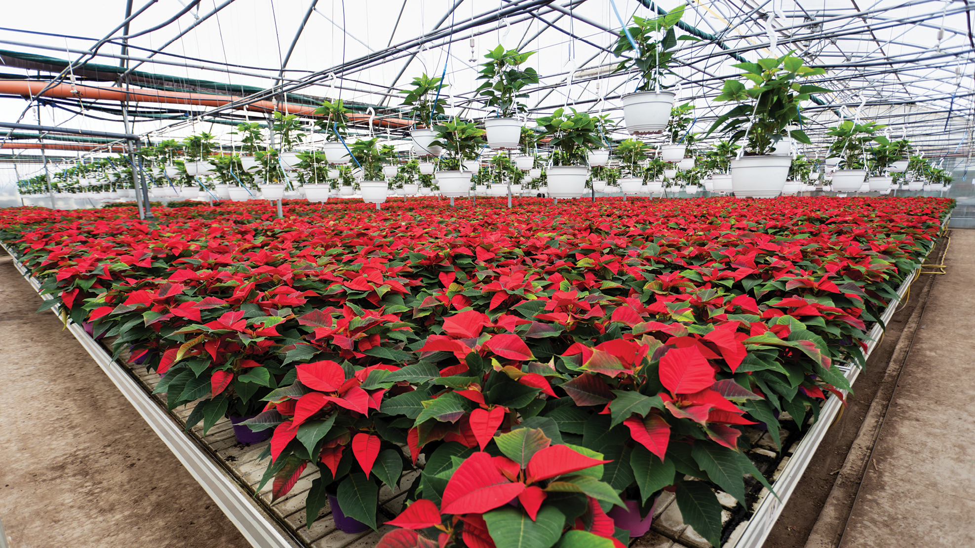 Rows of red poinsettias in a greenhouse. There are more green plants hanging from tracks near the roof.