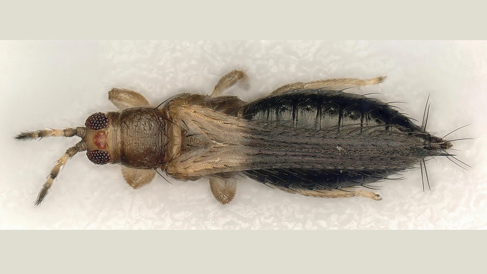 A brown insect on a cream background.