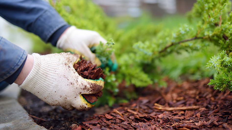 Two hands with white gloves and blue sleeves dig in brown mulch with small green plants.