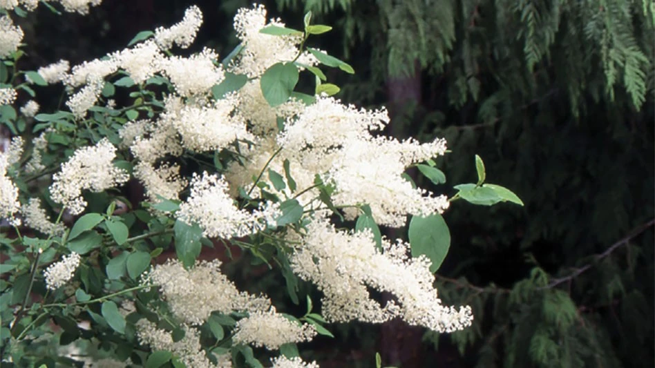 Flowers with white buds and green leaves.