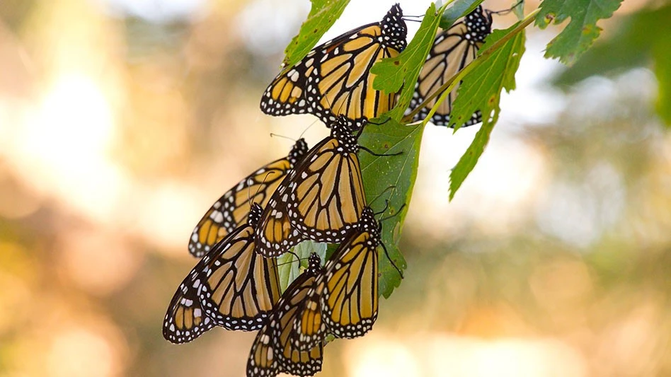 ©Jeanne | Adobestock