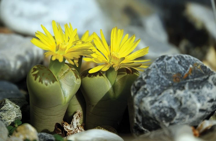 A plant with a large green base and yellow flowers