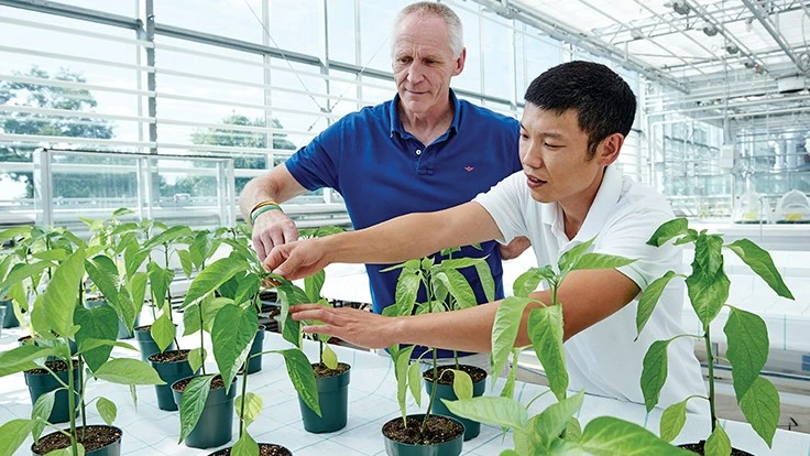 Photo courtesy of Vineland Research and Innovation Centre