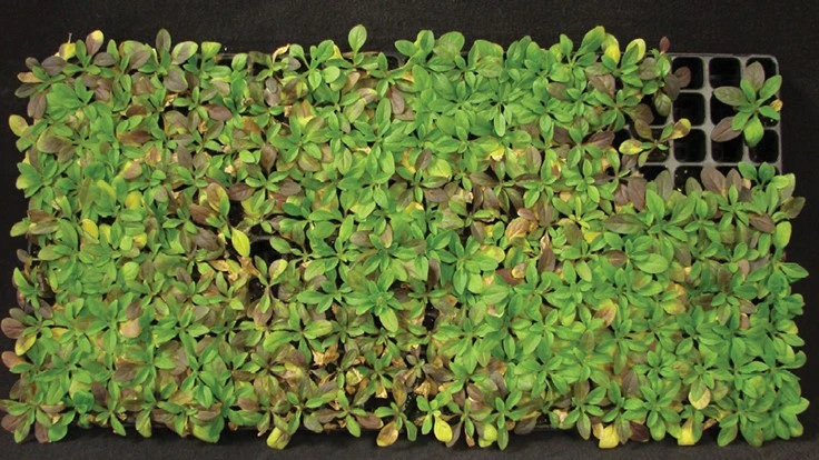 Photo: Dr. Mary Hausbeck