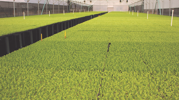 Lambert Peat Moss Greenhouse Management