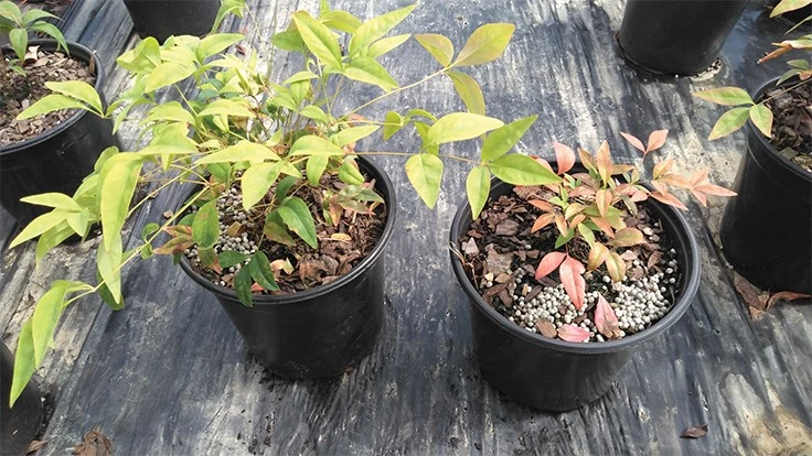 Photo courtesy of SePRO Corporation 