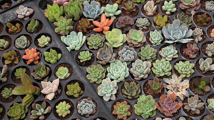 Photo © Akarawut | Adobe Stock