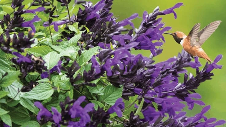 A humming bird with orange, brown and white coloring flies near a plant with purple flowers and green leaves.